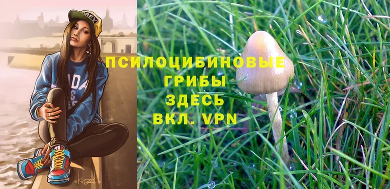 Псилоцибиновые грибы Psilocybe  Красный Холм 